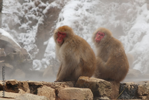Snow monkey brothers sitting by the hot spring in Nagano, Japan © HanzoPhoto