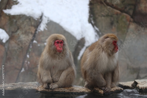 Photography Snow monkey brothers sitting by the hot spring in Nagano, Japan