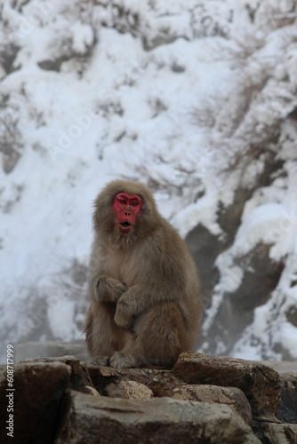 Snow monkey by the hot spring in Nagano  Japan