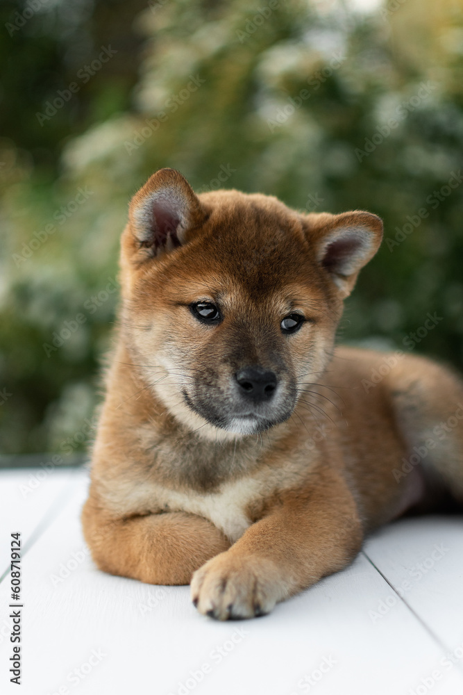 Cute shiba inu puppy poses against a backdrop of white flowers
