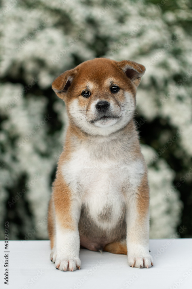 Red-and-white shiba inu puppy sitting in front of white flowers and looking at the camera