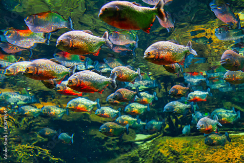 Piranhas in deep transparent water . School of predatory fish © russieseo