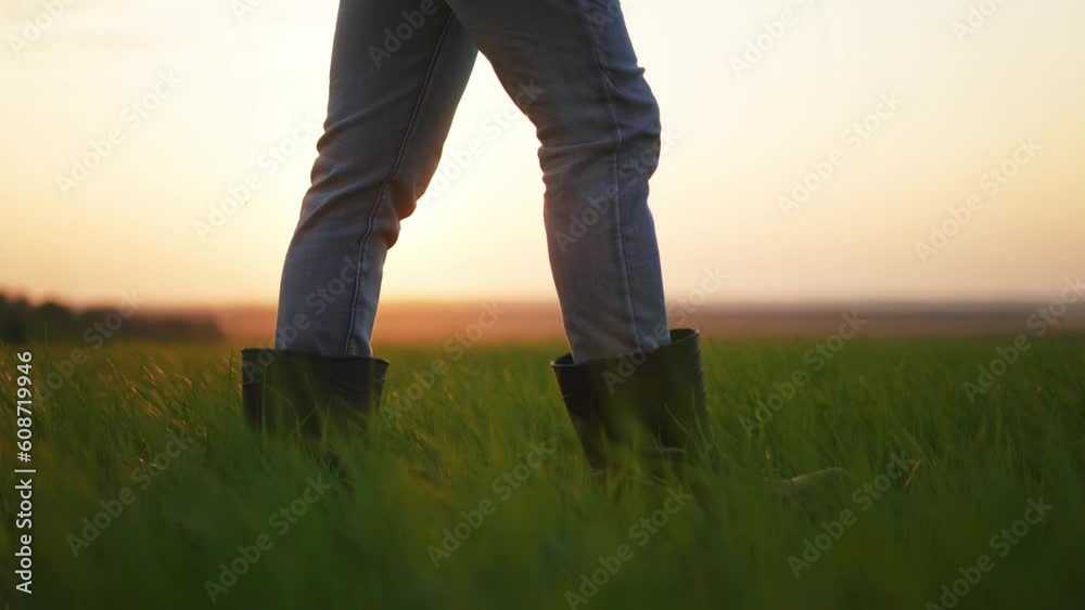 agriculture. farmer feet in boots walks through a green field of wheat. business agriculture concept. close-up of legs farmer walking on green sprouts of wheat in lifestyle the field at sunset agriculture. farmer feet in boots walks through a green field of wheat. business agriculture concept. close-up of legs farmer walking on green sprouts of wheat in lifestyle the field at sunset