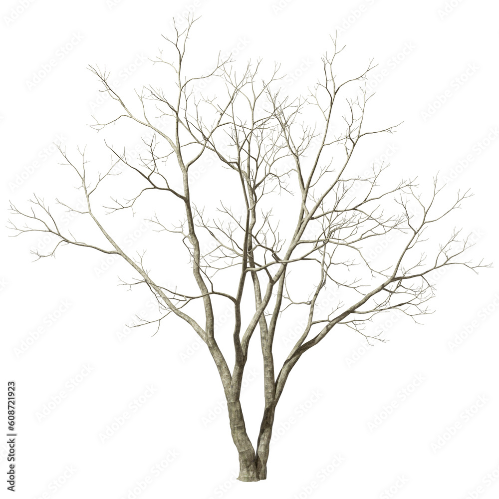 Cutout leafless trees branches dried transparent backgrounds 3d render png Cutout leafless trees branches dried transparent backgrounds 3d render png