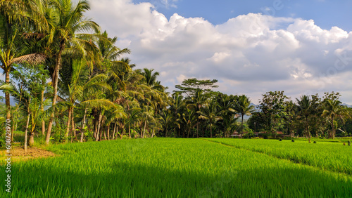 view of coconut trees with green rice fields in indonesia