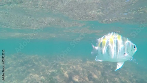 Sergeant fish solo underwater, in the sea of Maragogi, Brazil