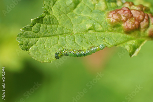 Larva of a sawfly Nematus feeding on a leaf of red currant (Ribes rubrum). Probably common gooseberry sawfly (Nematus ribesii). Leaf with blisters caused by Red currant aphids (Cryptomyzus ribis). 
