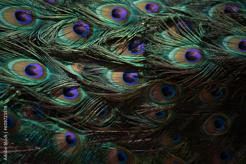 Obraz premium peacock tail. texture. beautiful pattern