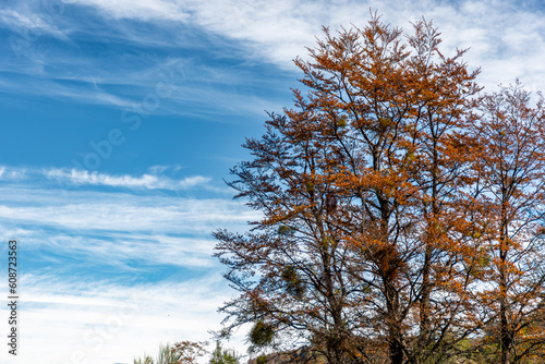 Lenga trees with autumn colors, and blue sky and white clouds background photo
