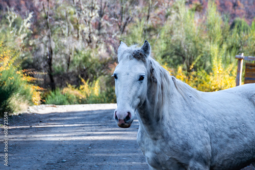 Portrait of a white horse on the path on the way to Los Alerces Waterfall  near the Manso River that flows into Lake Hess  Mascardi area  Rio Negro  Argentina.