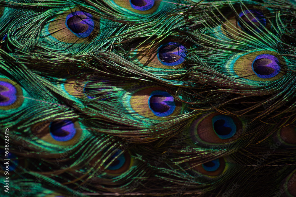Obraz premium peacock tail. texture. beautiful pattern