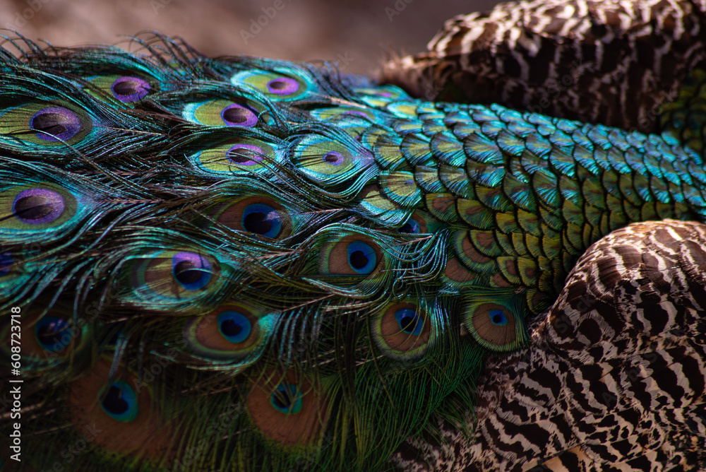 Fototapeta premium peacock tail. texture. beautiful pattern