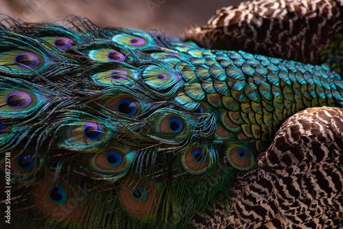 Fototapeta Naklejka Na Ścianę i Meble -  peacock tail. texture. beautiful pattern