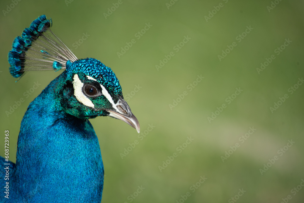 Portrait of a beautiful bird - peacock Portrait of a beautiful bird - peacock