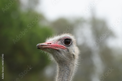 Ostrich in the Parque Zoologico Lecoq in the capital of Montevideo in Uruguay.