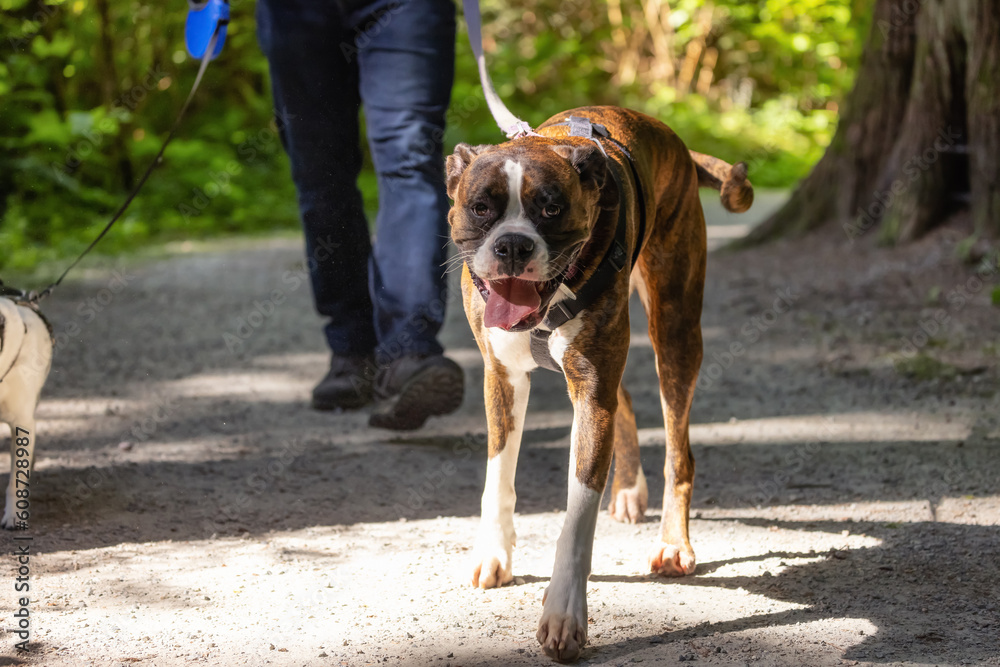 Boxer Dog Walking on the hiking trail in the neighborhood park. Boxer Dog Walking on the hiking trail in the neighborhood park.