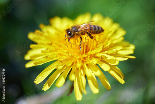 Bee covered with yellow pollen on a yellow dandelion flower.