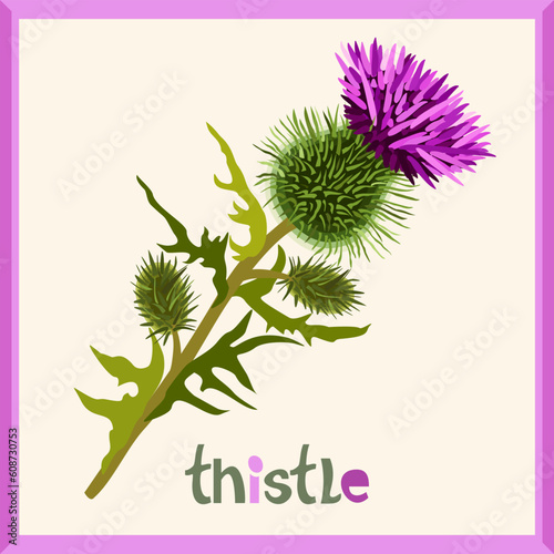 Thistle. Vector isolated illustration in frame with lettering.