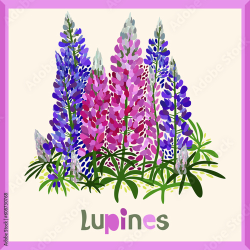 Lupines. Vector isolated illustration in frame with lettering.