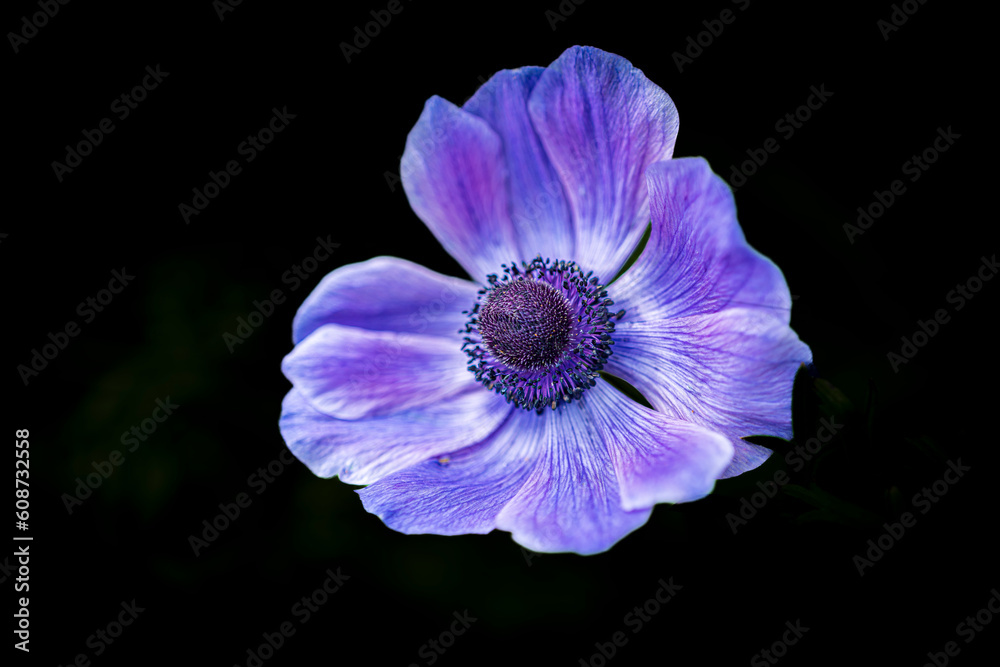 Naklejka premium purple poppy flower on black