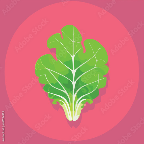 Vector illustrationf of fresh and juicy cabbage