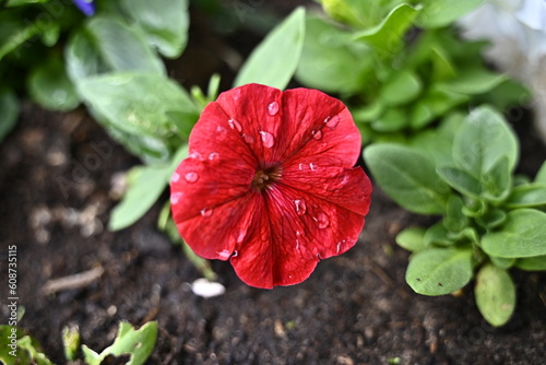 red hibiscus flower