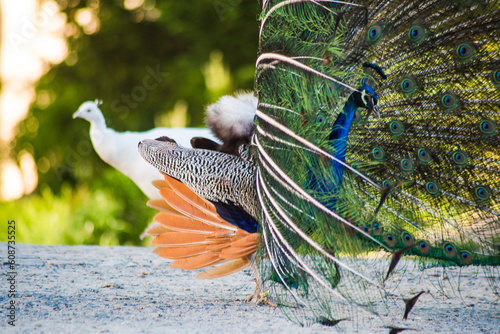 the peacock spread its tail and poses in front of the female.