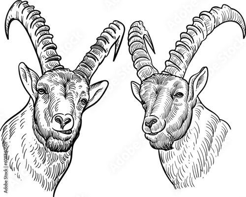 Vintage hand drawn sketch ibex goat heads photo