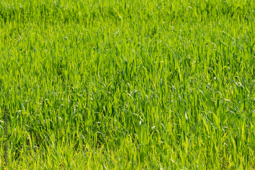 Fototapeta premium Zielone tło tapeta struktura jasnej polnej trawy