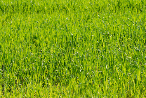 Zielone tło tapeta struktura jasnej polnej trawy