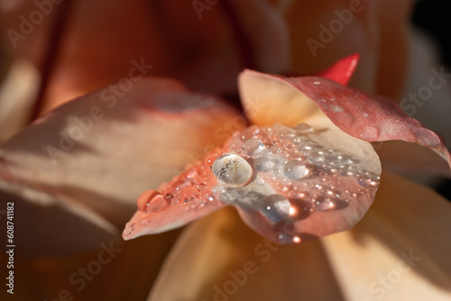Drops of water on a flower