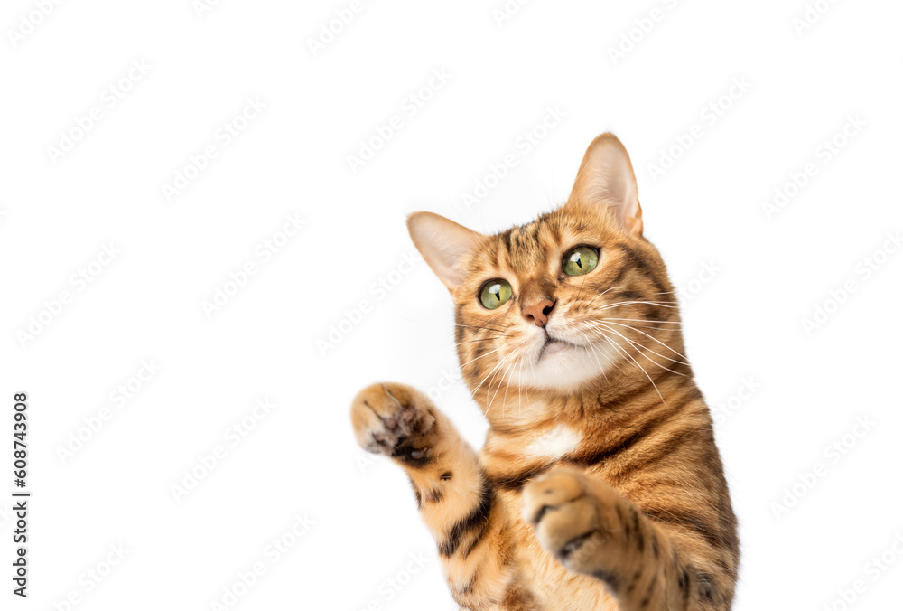 Bengal cat on a white background with paws up. Bengal cat on a white background with paws up.