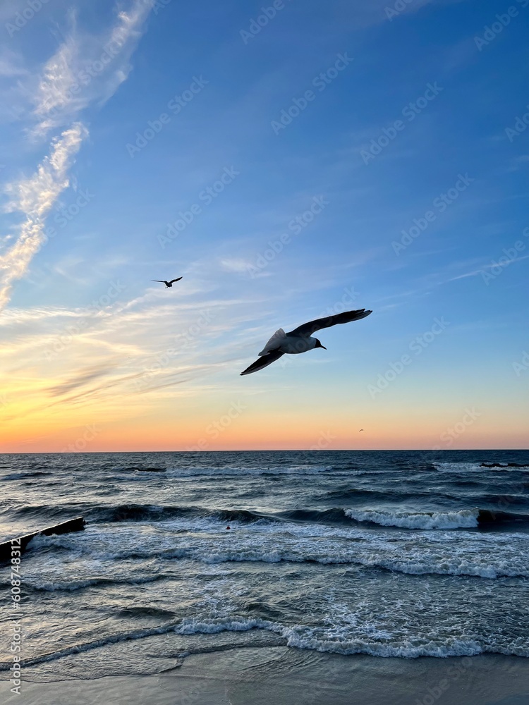 Flying seagulls at the sea, sunset seascape, big seagulls in the sky
