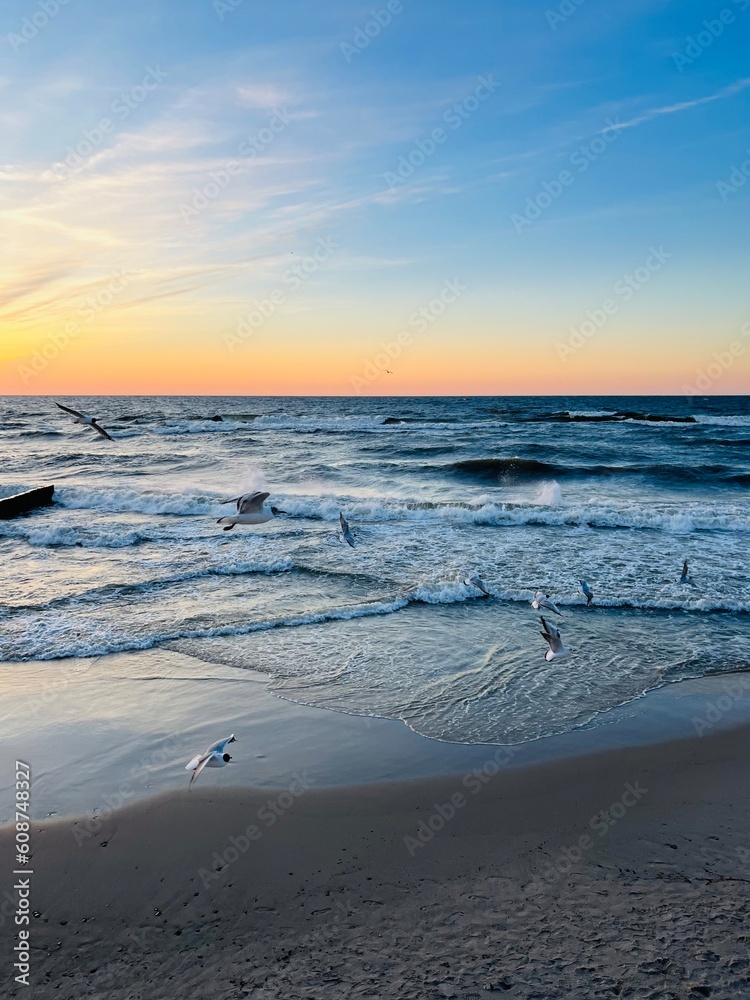 Flying seagulls at the sea, sunset seascape, big seagulls in the sky Flying seagulls at the sea, sunset seascape, big seagulls in the sky