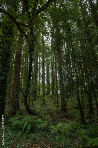 Dense forest in Brittany