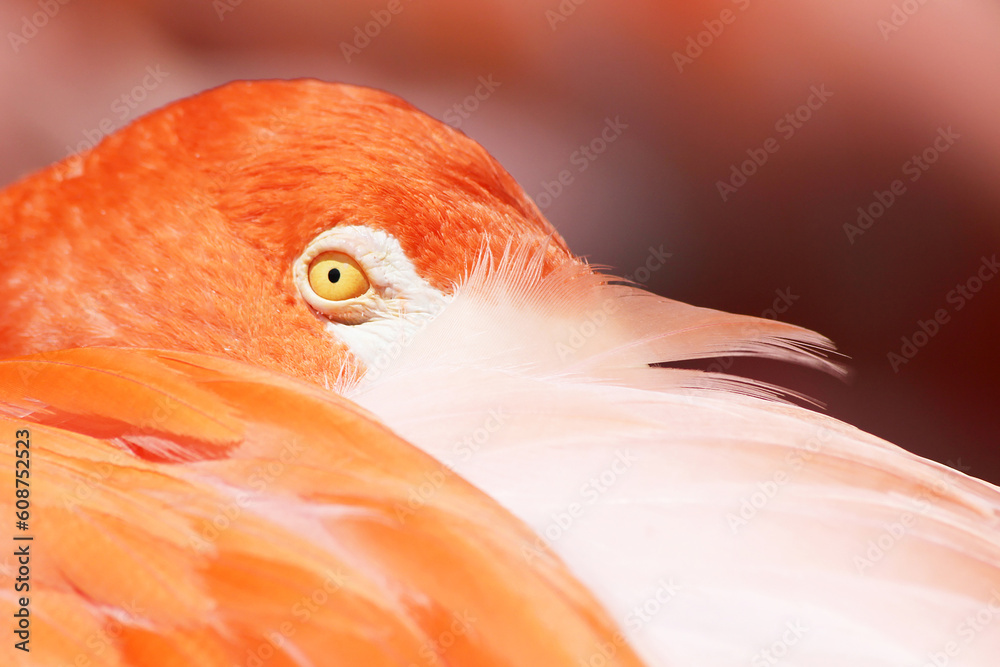 Obraz premium Flamingo Close up Eye Feathers