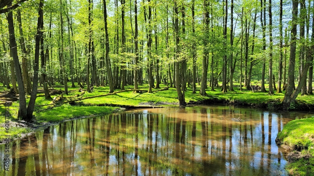Natur, Spiegelung, Wald, See, Bäume Natur, Spiegelung, Wald, See, Bäume