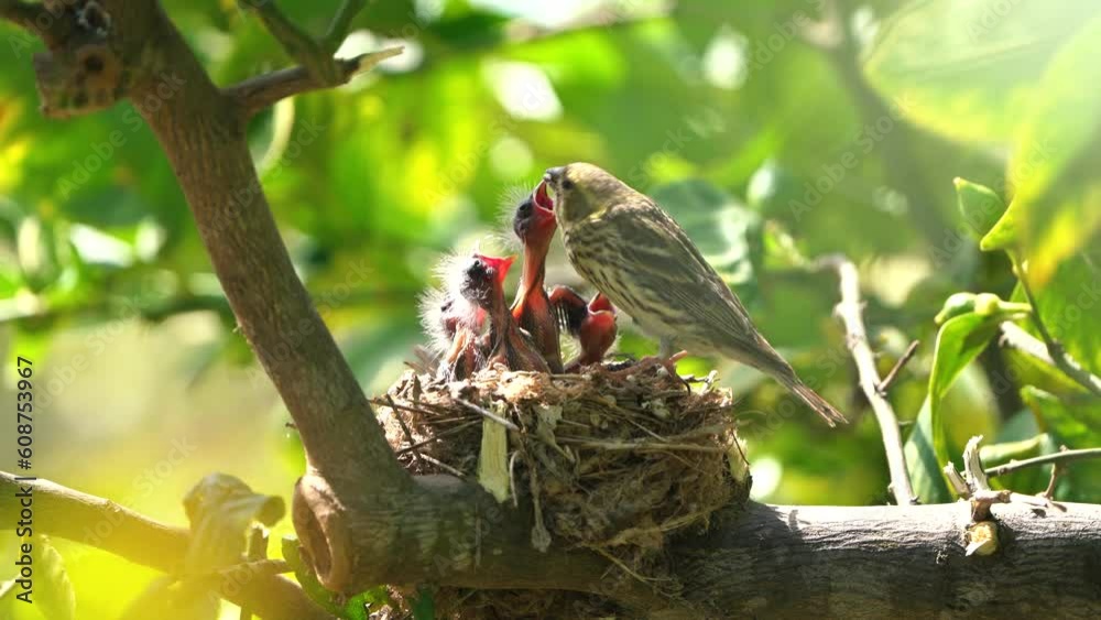Song thrush (Turdus philomelos) feeding chicks in nest