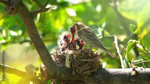 Song thrush (Turdus philomelos) feeding chicks in nest photo