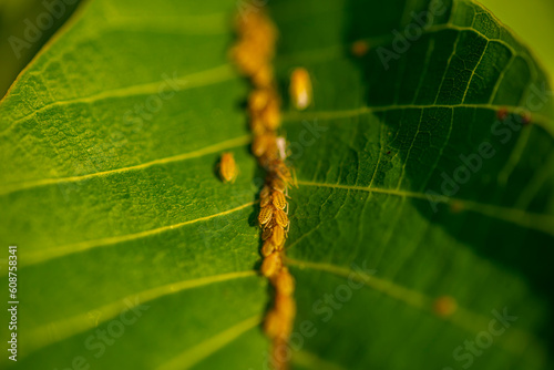 Calaphis juglandis Aphids on walnut (Juglans) Lives in large colonies, mostly on the upper side of the leaves along the midrib photo