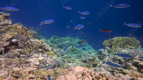 4k video of Red Sea Fusiliers (Caesio suevica) in the Red Sea, Egypt photo