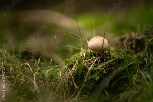 mushroom in the grass at autumn