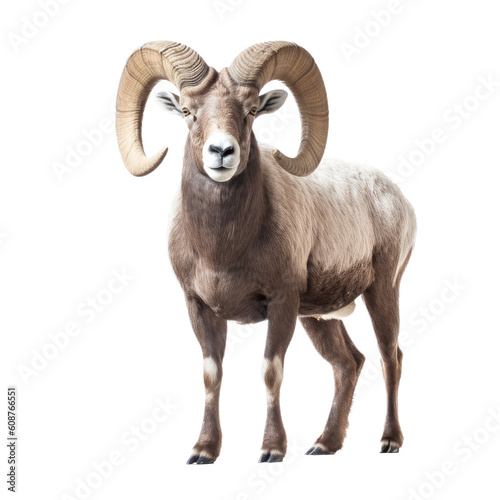 a Bighorn ram full body  3 4 view in a wildlife-themed  illustration in a PNG  cutout  and isolated. generative ai