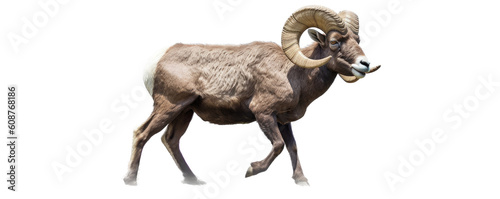 a strong, Rocky Mountain Bighorn Ram, in motiion, full curl, full body,  wild beauty,  Wildlife-themed, photorealistic illustrations in a PNG, cutout, and isolated. Generative AI