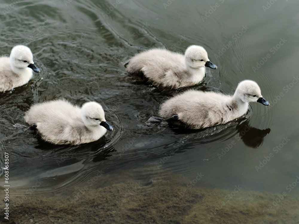 Flock of cute fluffy adorable beautiful little young swan chicks swimming on a water surface of a river, lake, or pond. Close-up photo. Early summer scene. 