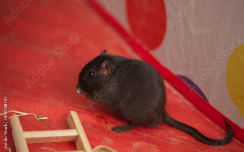 Cute funny gerbil bringing food to his mouth, in red playpen, profile view