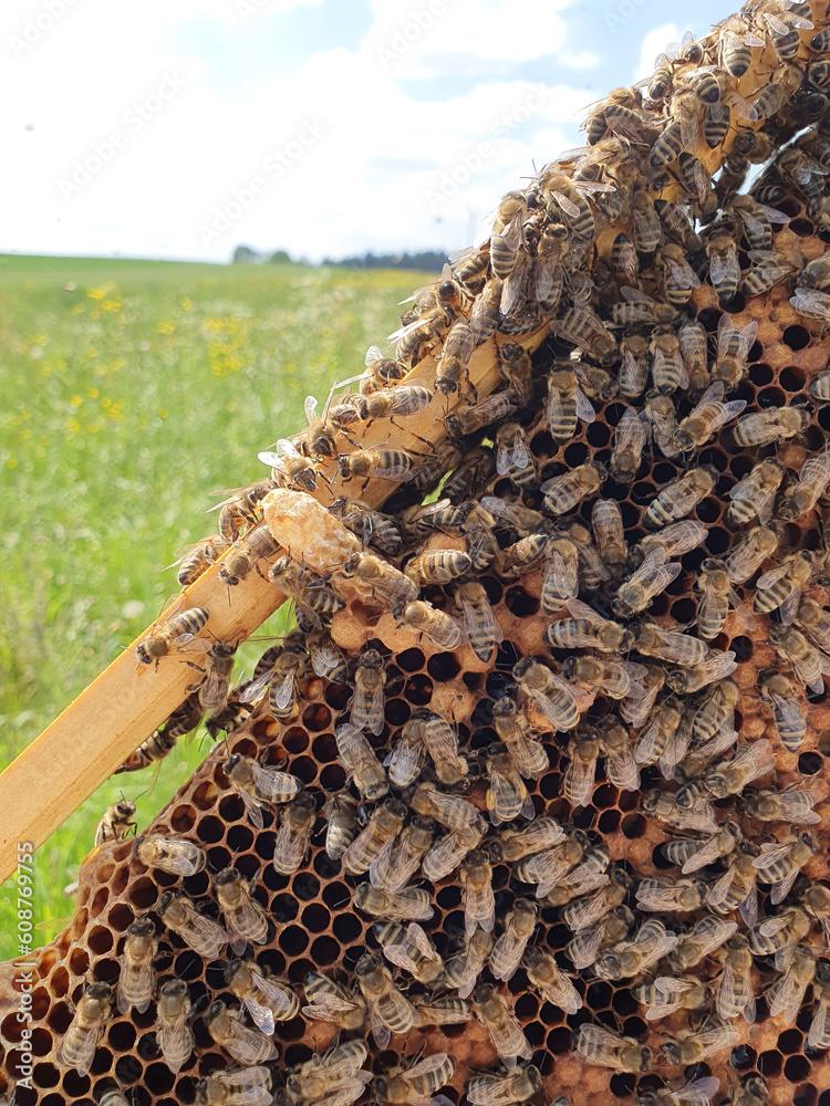 Weiselzelle Bienenwabe
