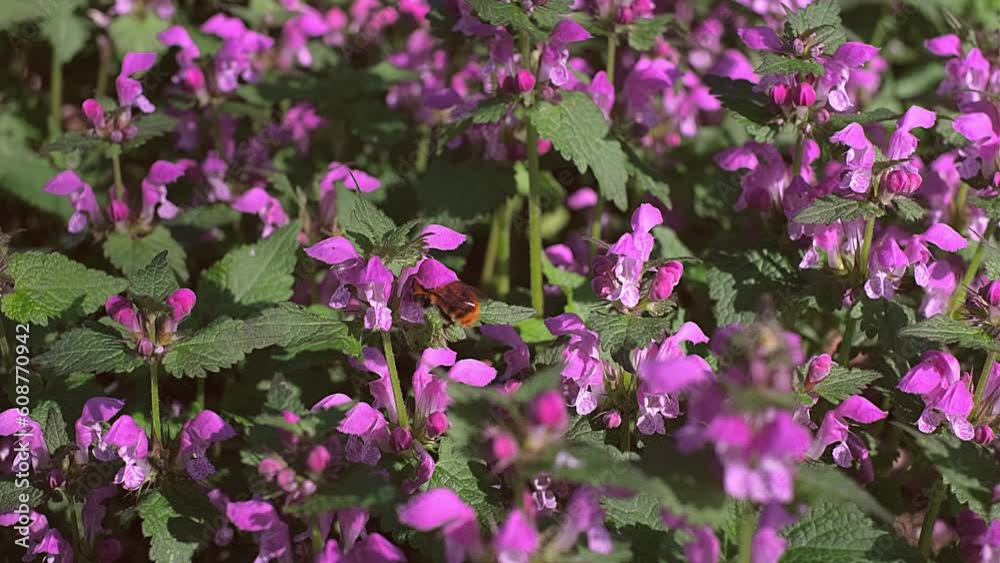 Bee Taking Nectar on pink Flower, Flying on pink Flower Bee Taking Nectar on pink Flower, Flying on pink Flower