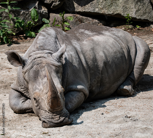White Rhino laying down in sun.