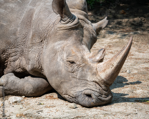 White Rhino laying down in sun.